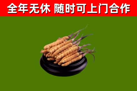 璧山区烟酒回收冬虫夏草.jpg